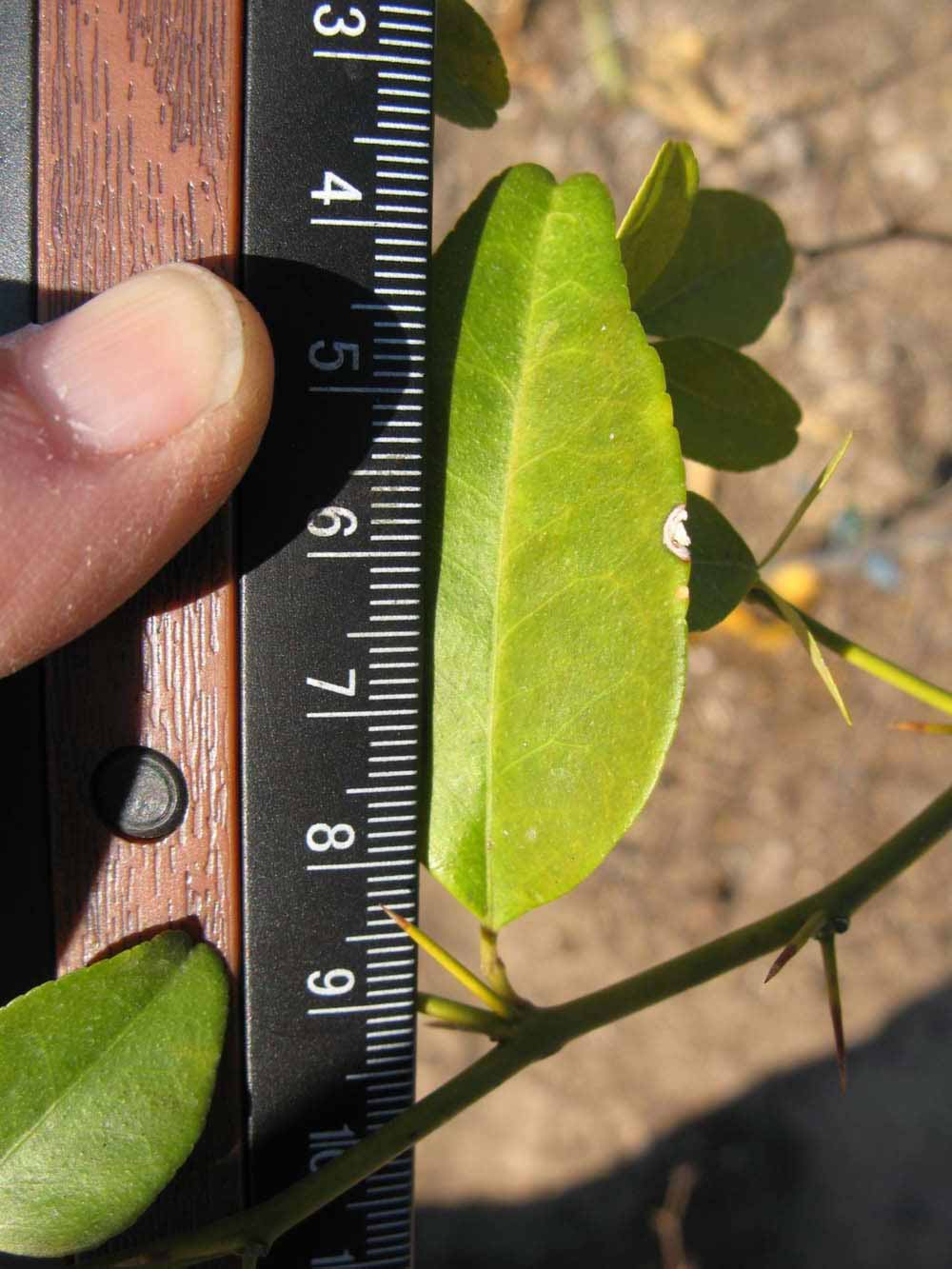              Unifoliolate leaf (Winter Haven, FL)       